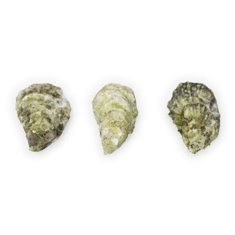 Ichabod Flat Oysters - 50 Count Box