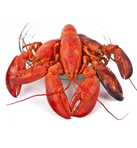 Live Lobsters