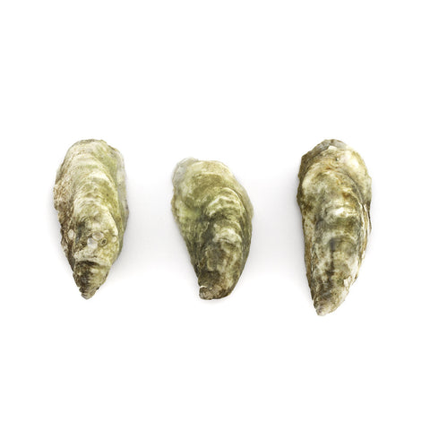 Malabar Oysters