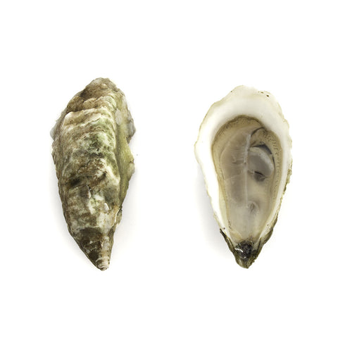 Malabar Oysters