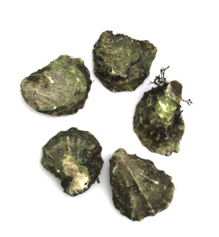 Peter's Points Oysters - 50 Count Box
