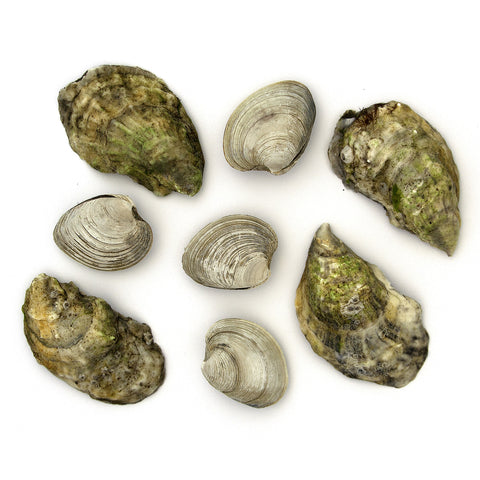 The Half-Shell Half & Half