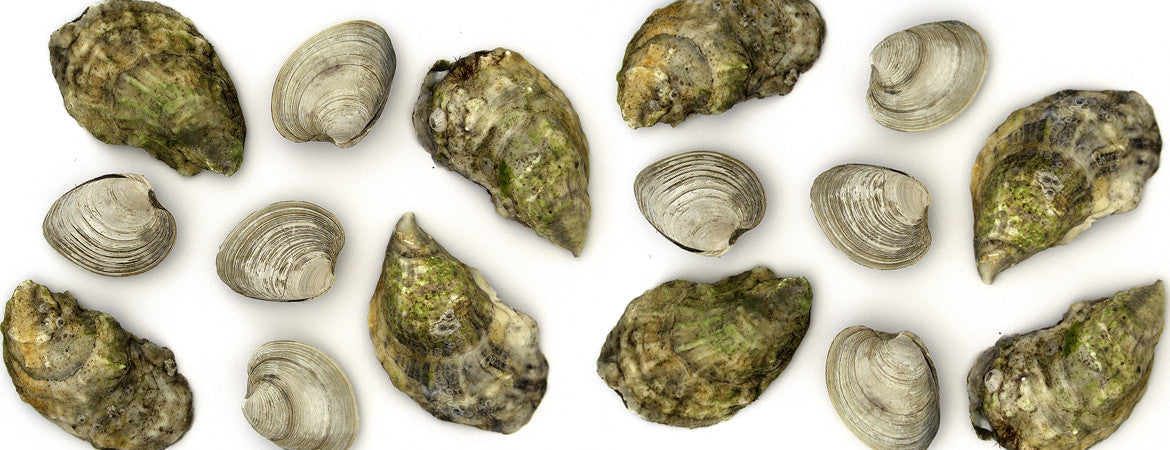 Whats up for the weekend? Graduation party? Holiday celebration? Summer BBQ? Just make sure you show up with some oysters and clams.